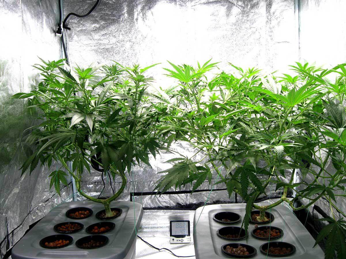 420: No longer just for stoners as weed politics grow