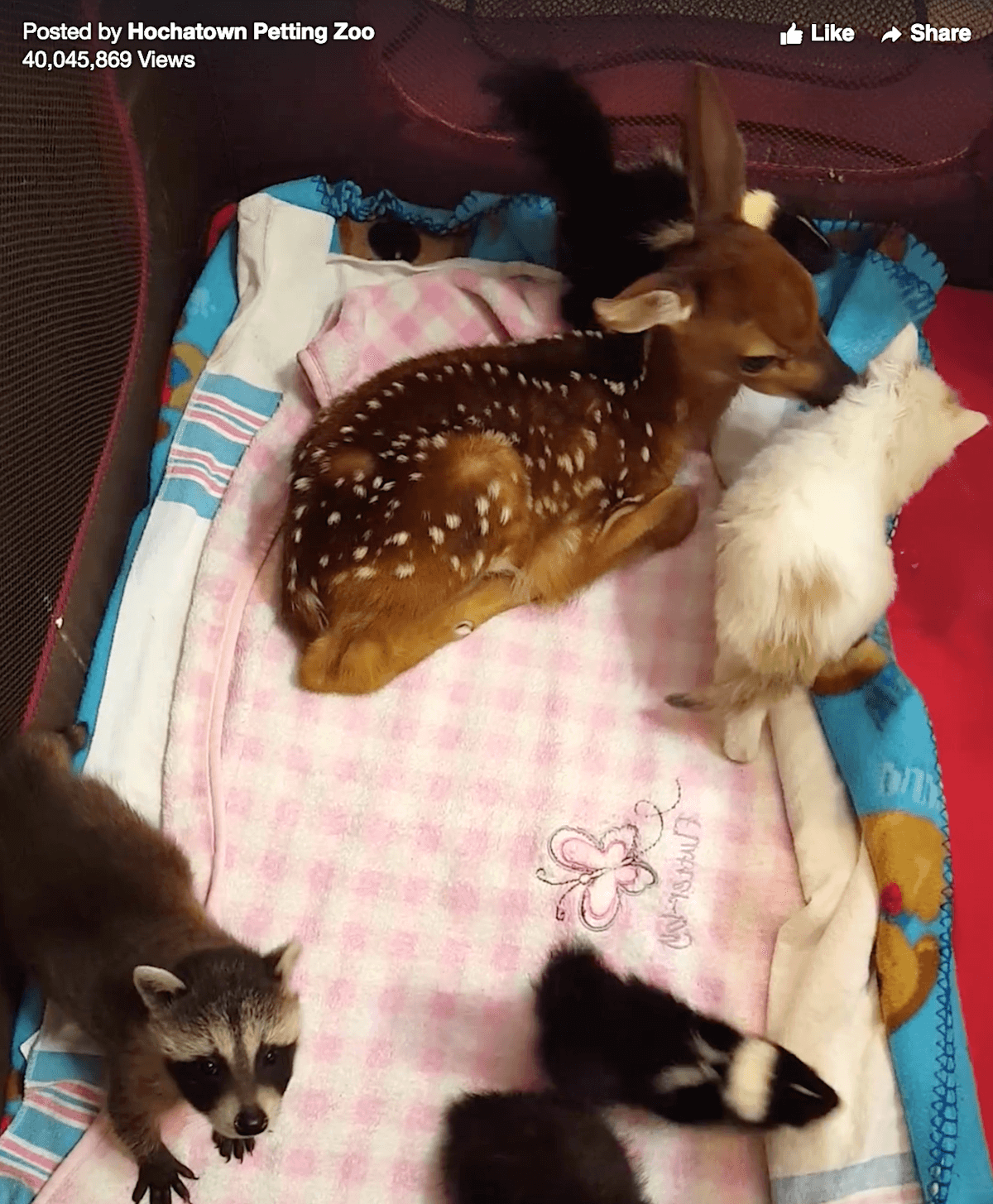 Hochatown Petting Zoo video viewed 40 million times