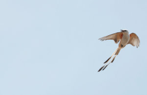 Letter: Could #okleg find scissortail bipartisanship? Scissortail