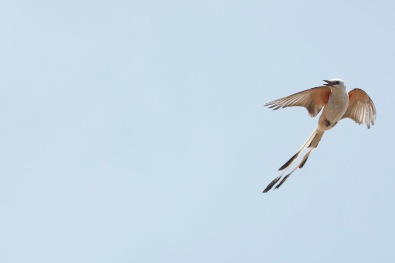 Letter: Could #okleg find scissortail bipartisanship?