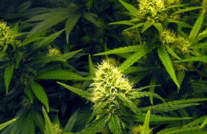Fallin sets medical marijuana for 2018 primary ballot medical marijuana