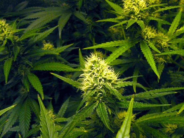 medical marijuana