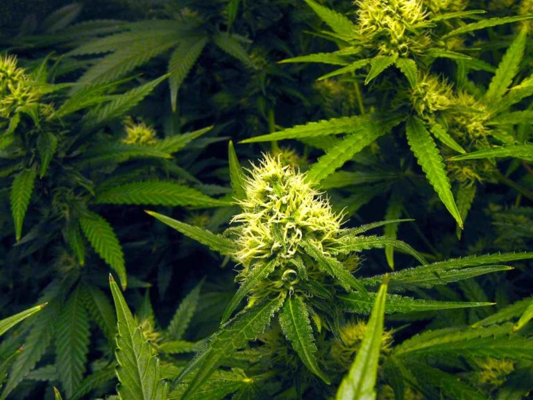 Fallin sets medical marijuana for 2018 primary ballot