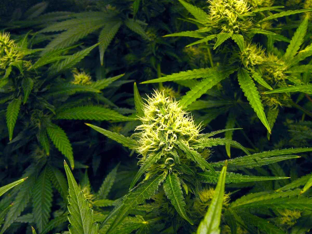 Fallin sets medical marijuana for 2018 primary ballot