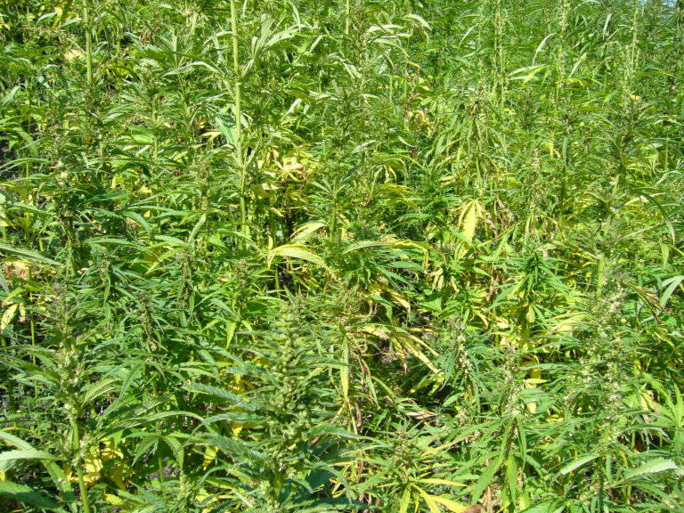 Industrial hemp pilot program awaits House vote
