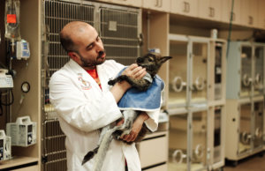 Overnight at the OSU Veterinary Medical Hospital Veterinary Medical Hospital