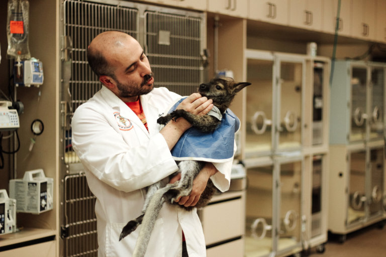 Overnight at the OSU Veterinary Medical Hospital