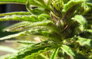 Lawyer: Medical marijuana restrictions could burn cities marijuana lawsuits