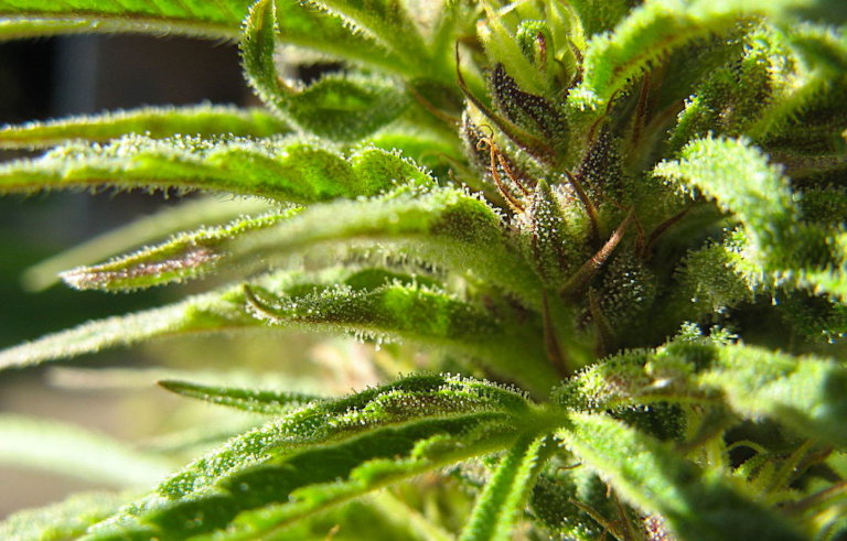 Lawyer: Medical marijuana restrictions could burn cities