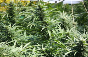 MMJ nuggets: Cities make moves, Fallin says special session ‘would be premature’ medical marijuana special session