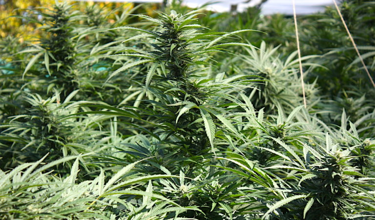 MMJ nuggets: Cities make moves, Fallin says special session ‘would be premature’