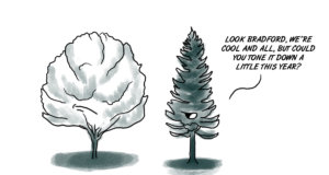 The Bradford Pear needs to tone it down Bradford Pear