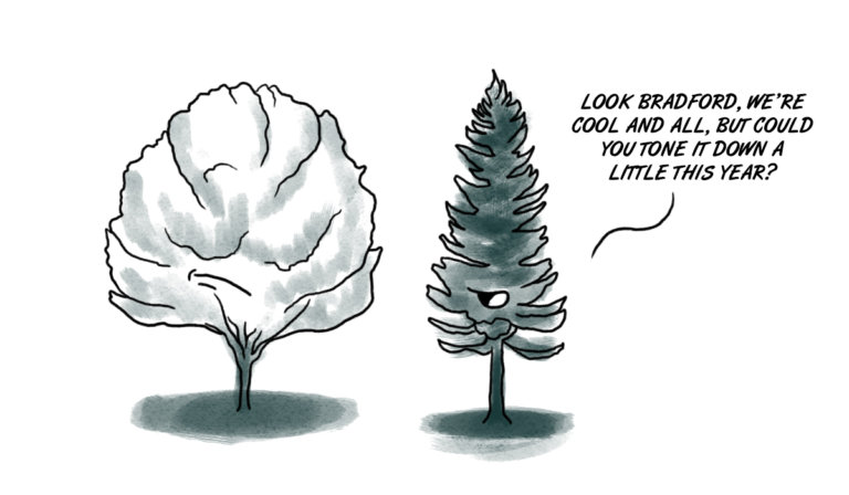 The Bradford Pear needs to tone it down