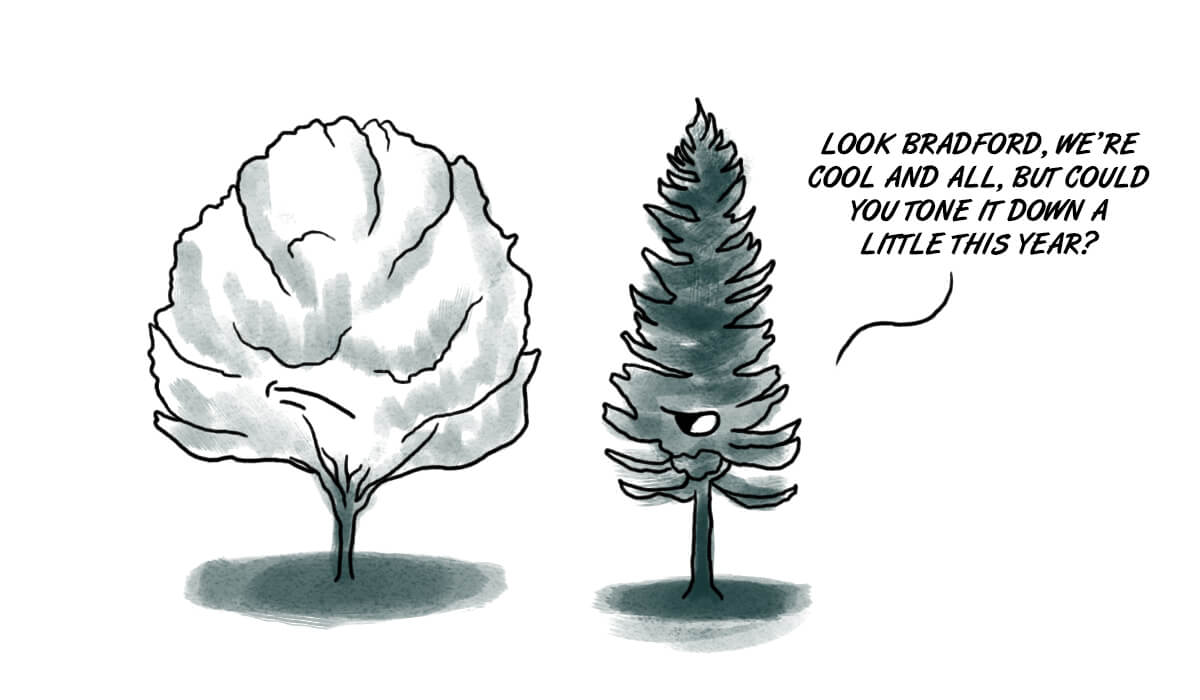 The Bradford Pear needs to tone it down