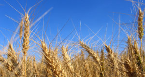 Oklahoma farmers ‘bewildered’ by Trump’s proposed USDA cuts Oklahoma farmers