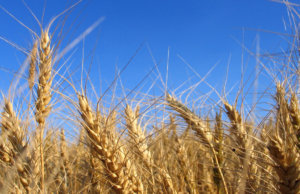Oklahoma farmers ‘bewildered’ by Trump’s proposed USDA cuts Oklahoma farmers