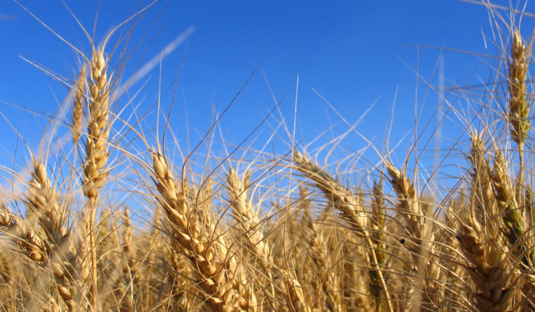 Oklahoma farmers ‘bewildered’ by Trump’s proposed USDA cuts