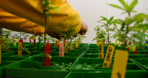 Reclassify marijuana? FDA seeking comments on cannabis cannabis
