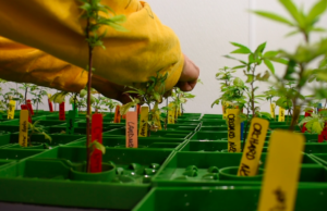 Reclassify marijuana? FDA seeking comments on cannabis cannabis