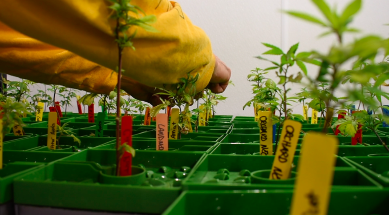 Reclassify marijuana? FDA seeking comments on cannabis