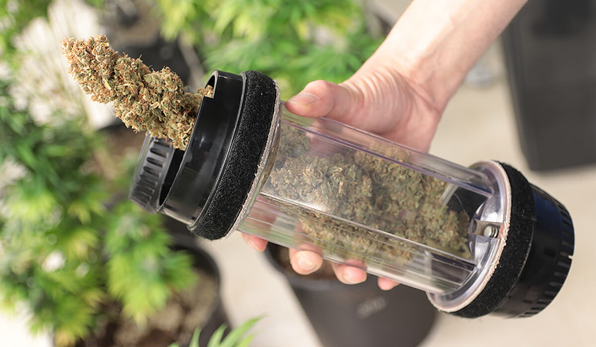 medical marijuana
