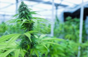 Poll: A year later, Oklahomans still like medical marijuana medical marijuana