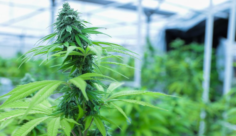 Poll: A year later, Oklahomans still like medical marijuana