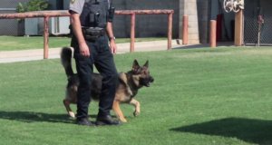 ‘Worst part of our job’: K-9 unit needs new dog after death K-9 unit