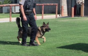 ‘Worst part of our job’: K-9 unit needs new dog after death K-9 unit