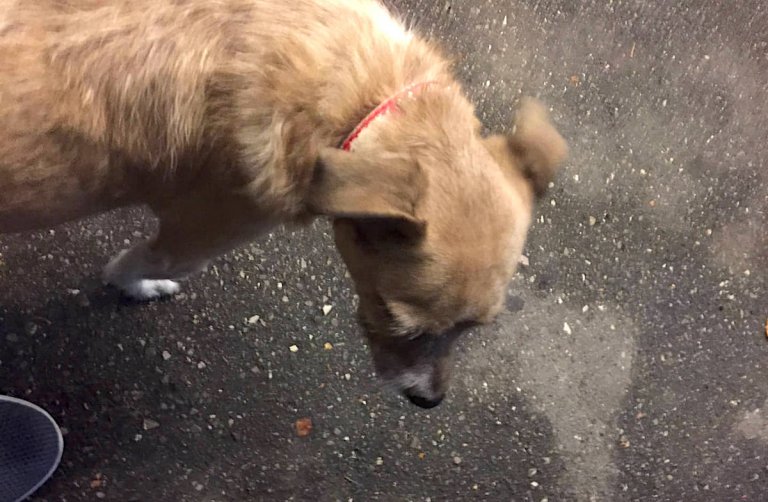 Of dogs and cheese in a Tuscan laundromat