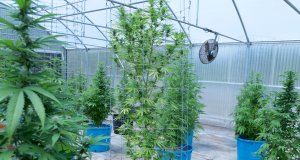 Recreational marijuana proposal re-filed as SQ 807 SQ 807