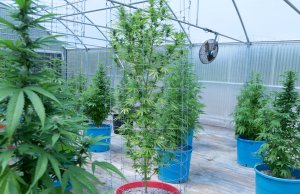 Recreational marijuana proposal re-filed as SQ 807 SQ 807