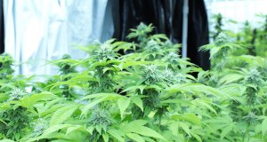 Recreational marijuana initiative petition filed in Oklahoma SQ 820, recreational marijuana initiative petition