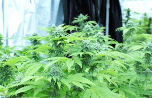 SQ 820: Recreational marijuana set for March ballot SQ 820, recreational marijuana initiative petition
