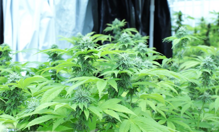 SQ 820: Recreational marijuana set for March ballot