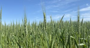 Wheat farmers may be left out of stimulus payments wheat farmers