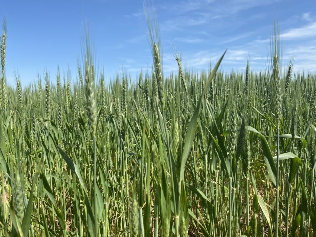 wheat farmers