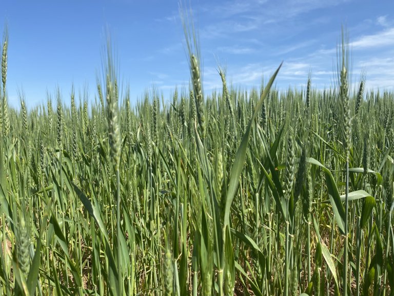 Wheat farmers may be left out of stimulus payments