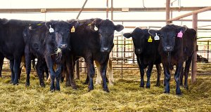Cattlemen scrape by while processors reap the profit cattlemen