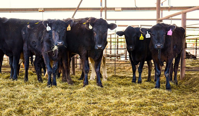 Cattlemen scrape by while processors reap the profit