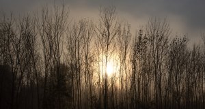 ‘We must act’: Earth Day in the time of pandemic Earth Day