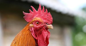 Edmondson to U.S. attorney: Investigate Oklahoma rooster shipments to Guam rooster shipments