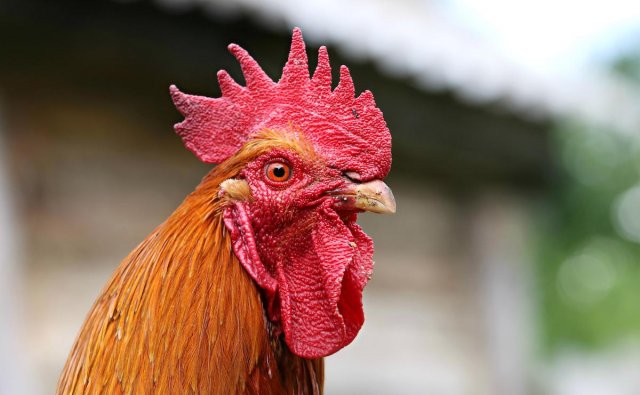 rooster shipments