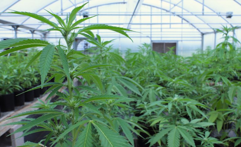Stitt snuffs out medical marijuana program reforms