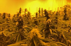 Day of reckoning could loom for some medical marijuana license holders Medical marijuana