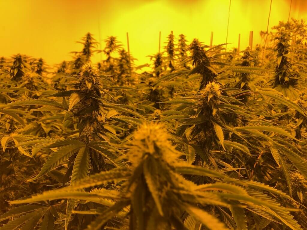 Medical marijuana