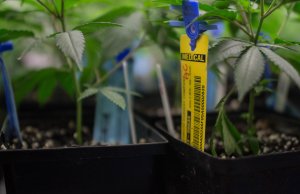 Seed to sale a go but opportunities to improve it abound seed-to-sale