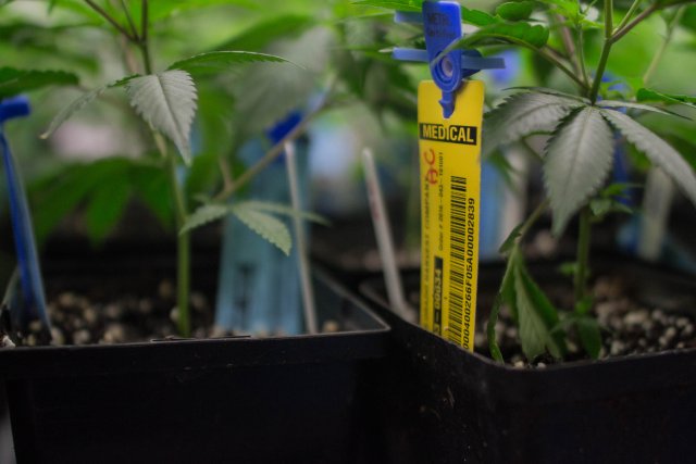 seed-to-sale