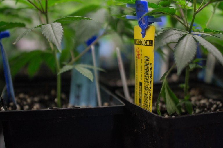 Seed to sale a go but opportunities to improve it abound