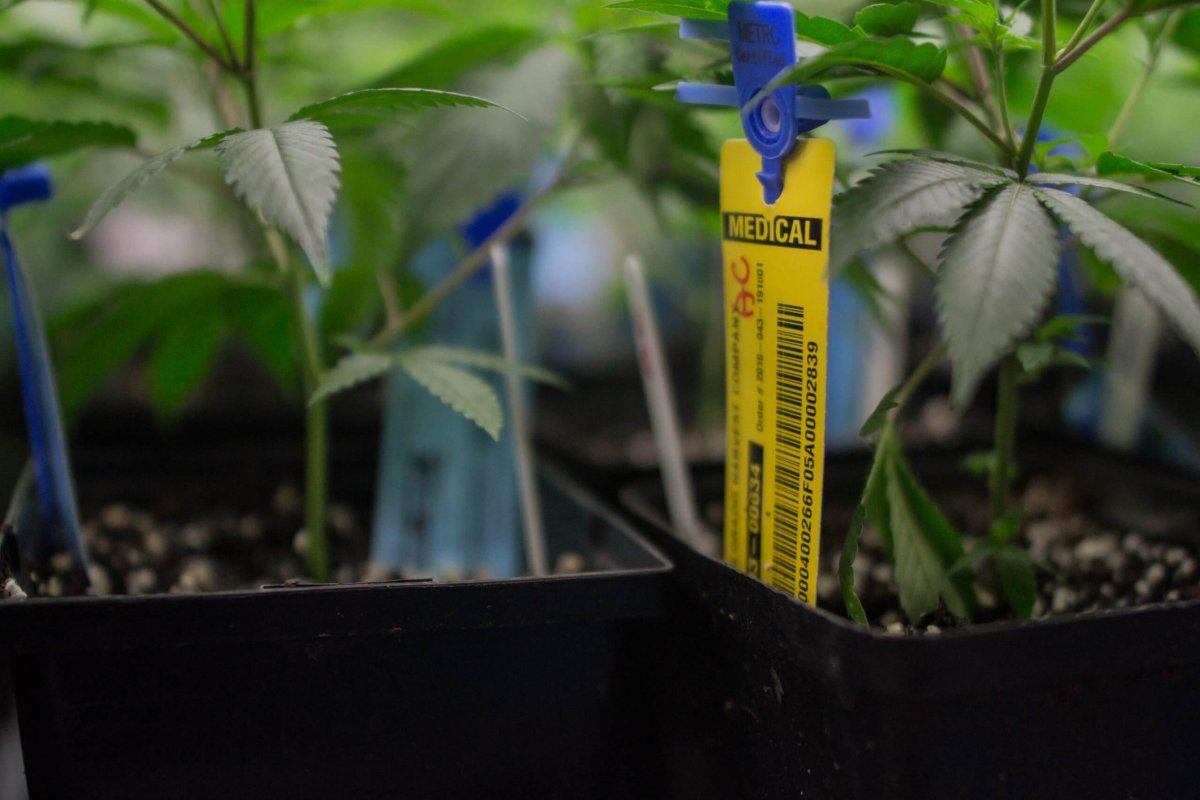 Seed to sale a go but opportunities to improve it abound